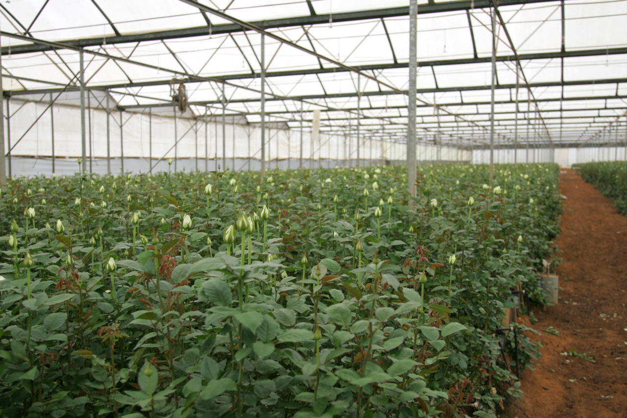 The Flower Hub: Grower's greenhouse