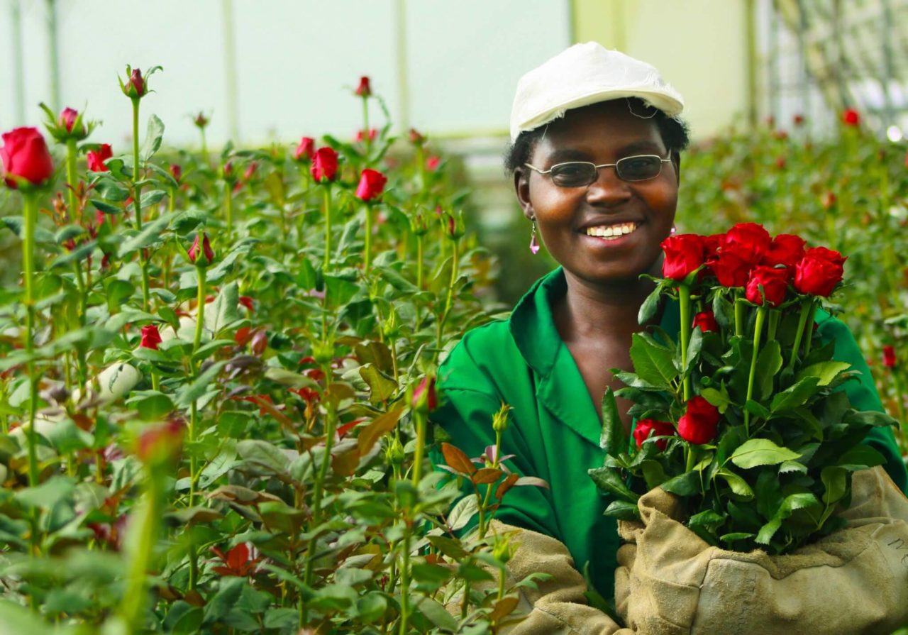 Red roses