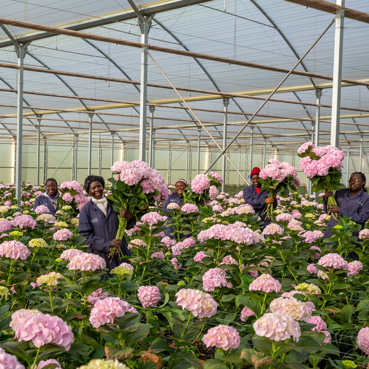 Hydrangea flower farm
