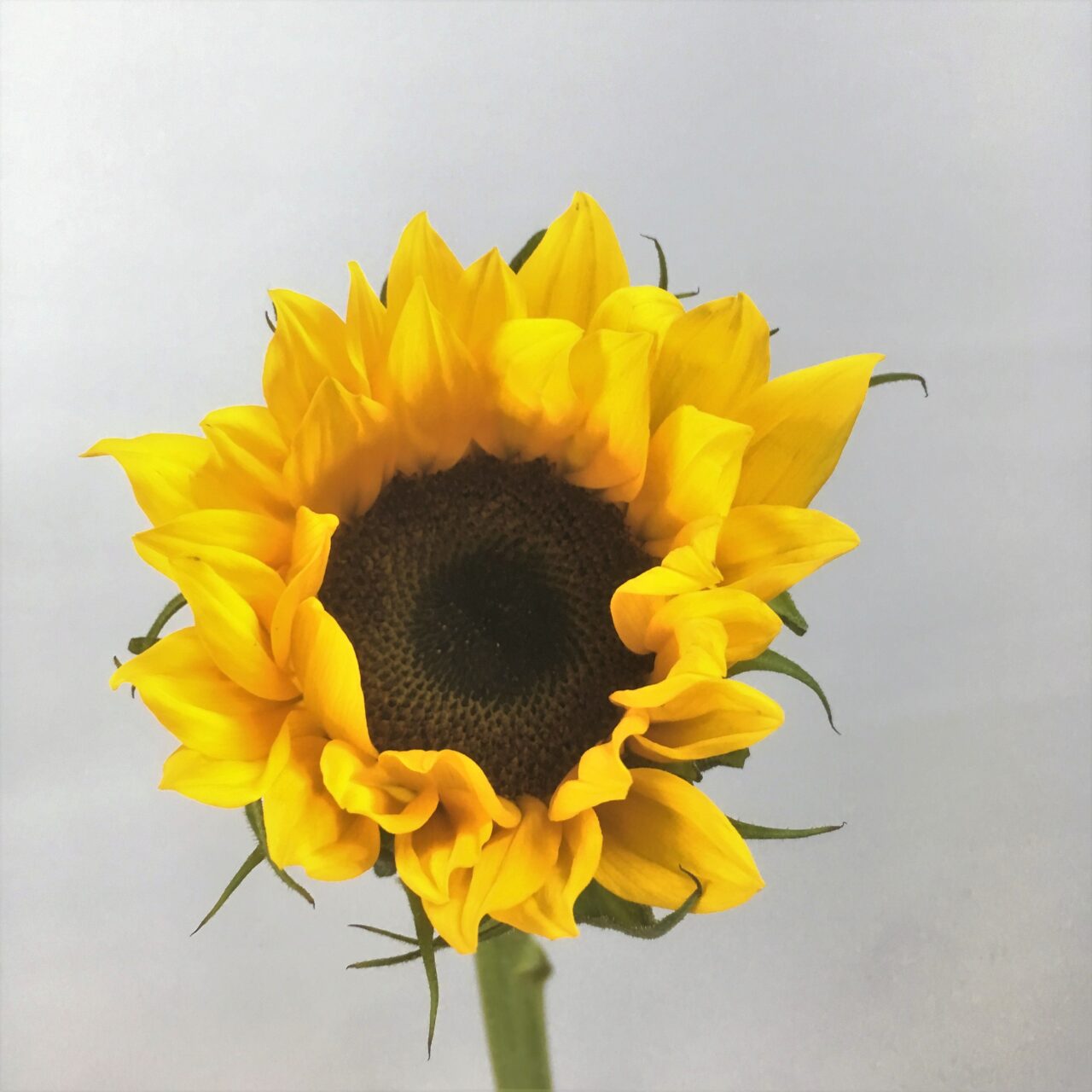 Sunflower Sunrich Orange