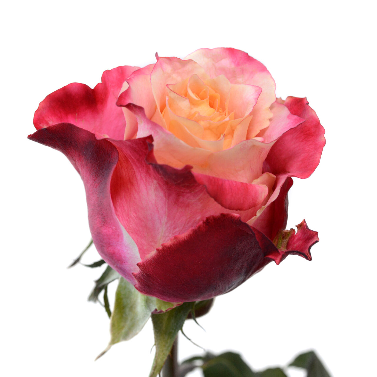 Premium Rose 3D