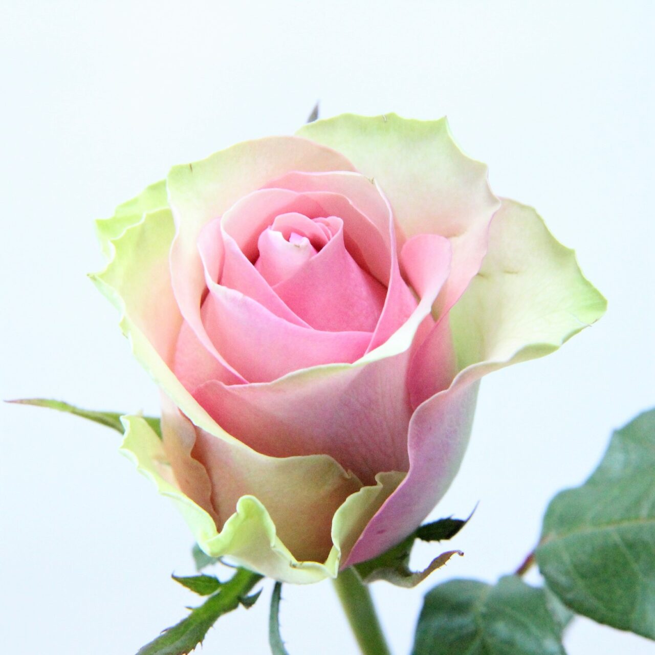 T Hybrid Rose Belle Rose