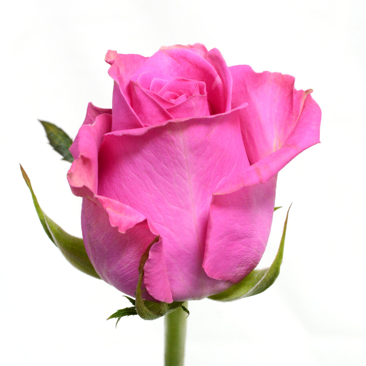 T Hybrid Rose Lovely Pink