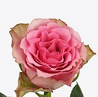 T Hybrid Rose Lovely Rhodos
