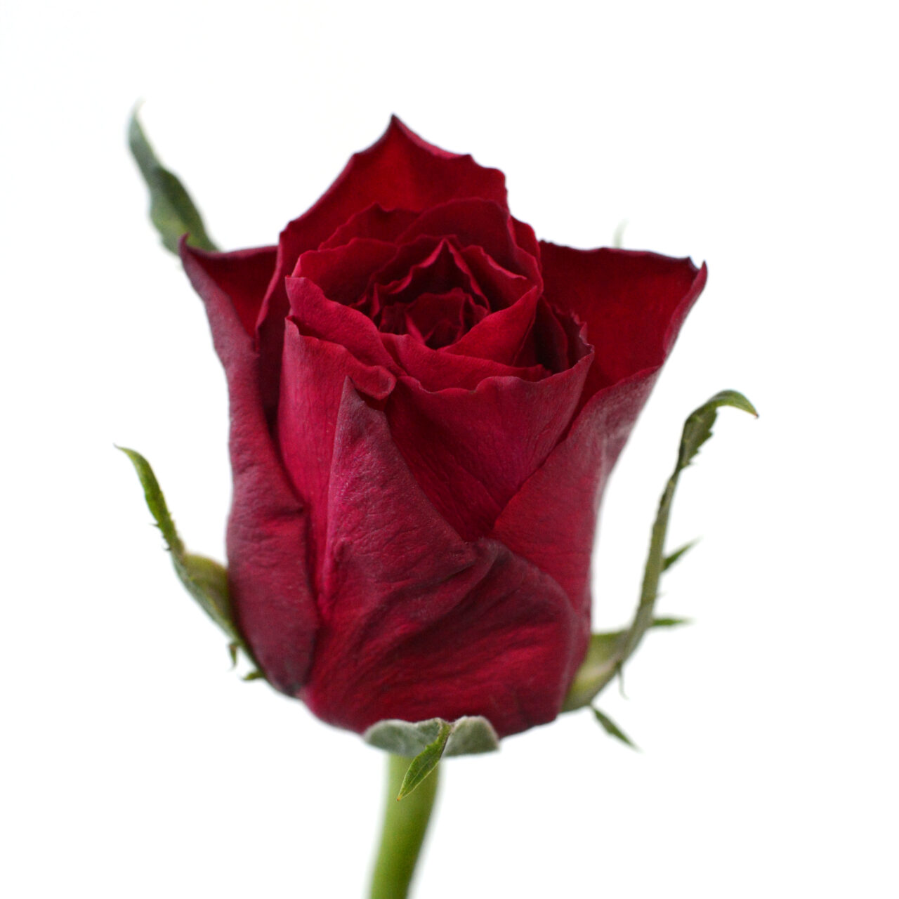 T Hybrid Rose Madam Red