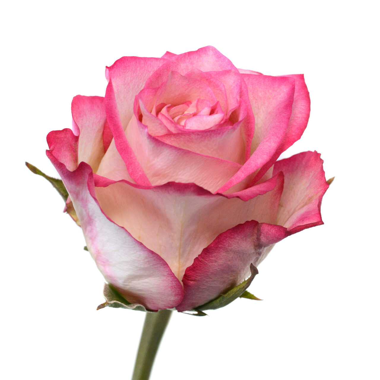 Premium Rose Navara