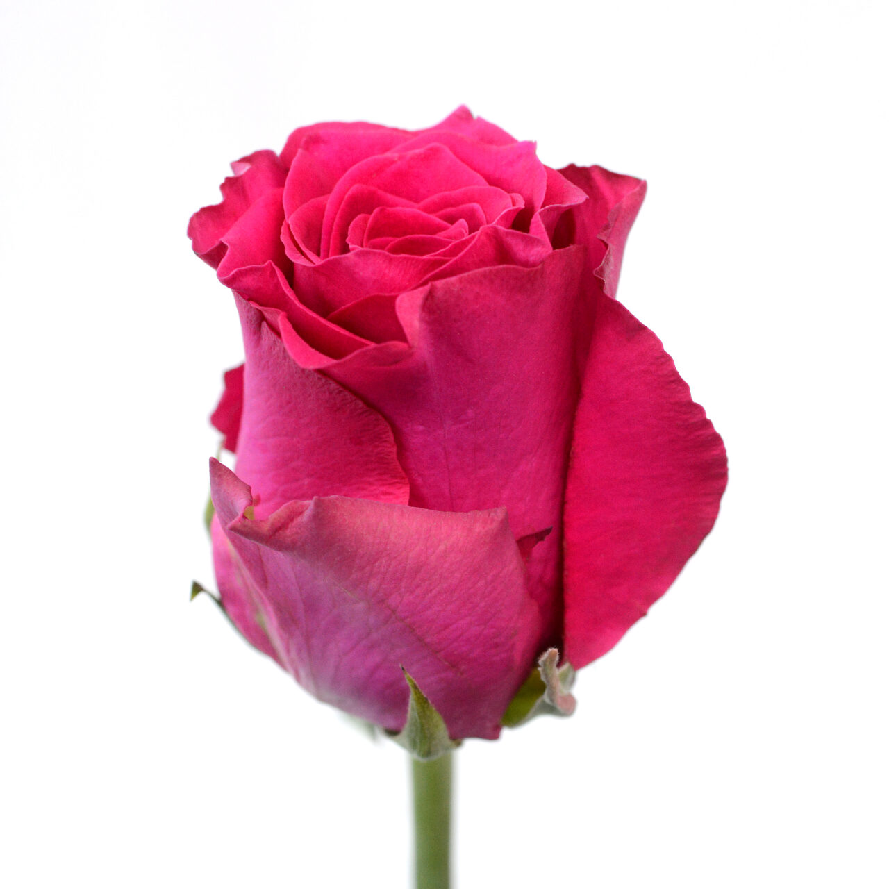T Hybrid Rose Pink Rhodos