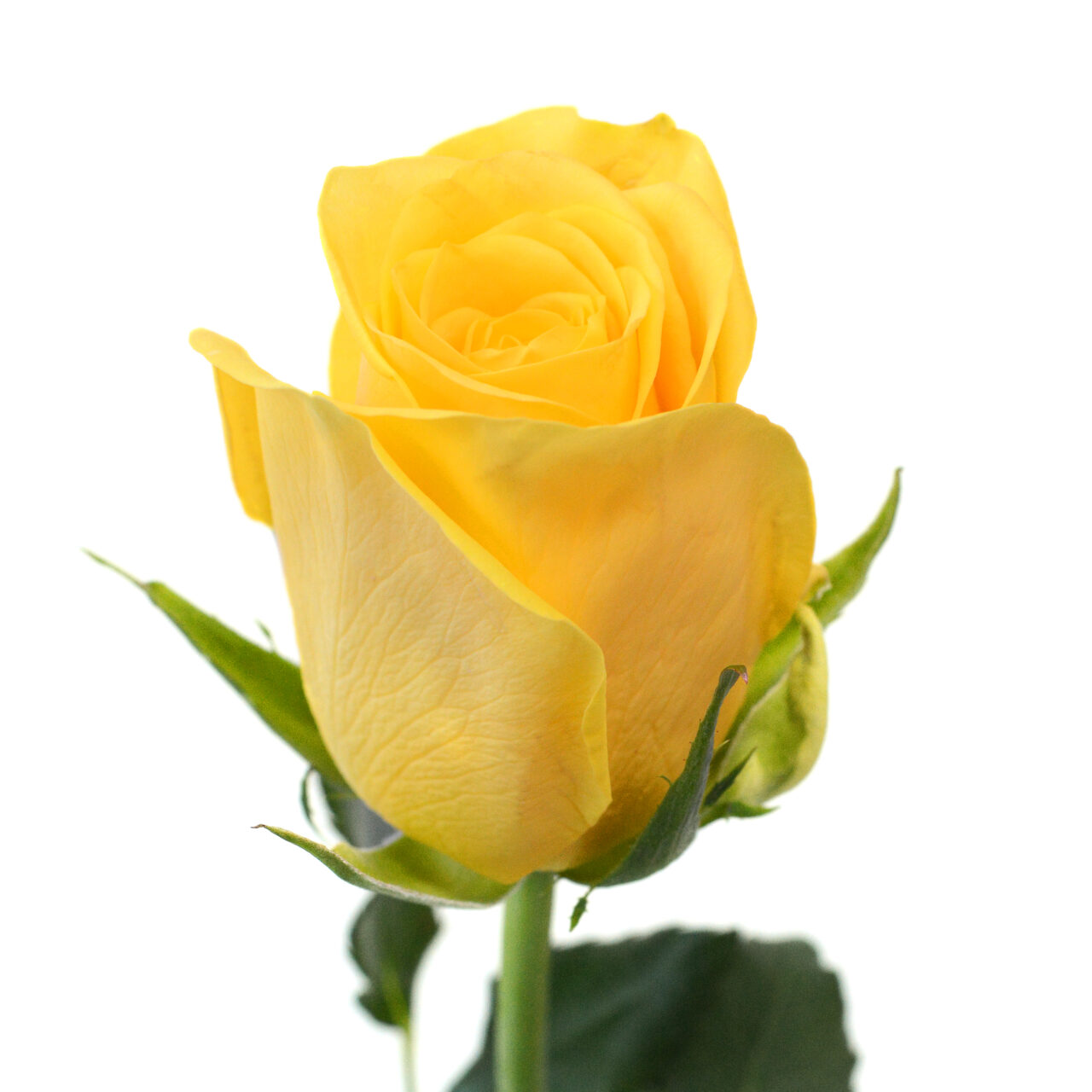 T Hybrid Rose Yelloween