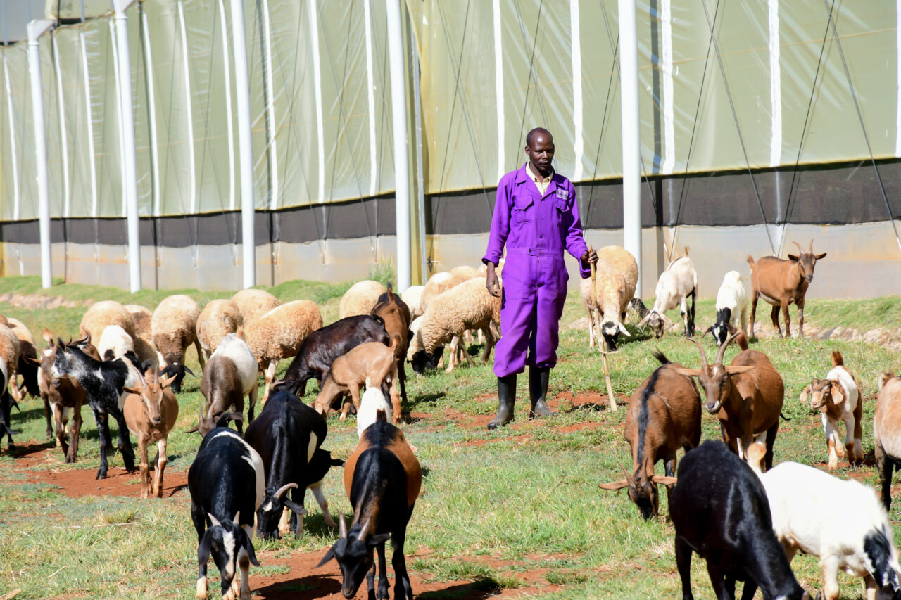 Sosiani Flower Farm livestock