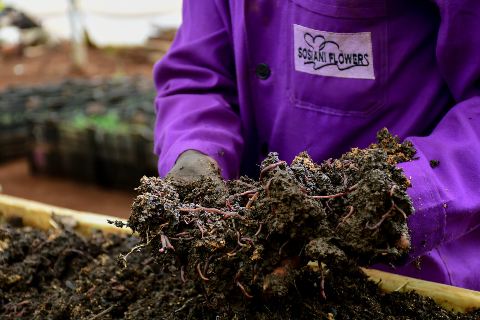 Vermicomposting And Sustainability - The Flower Hub