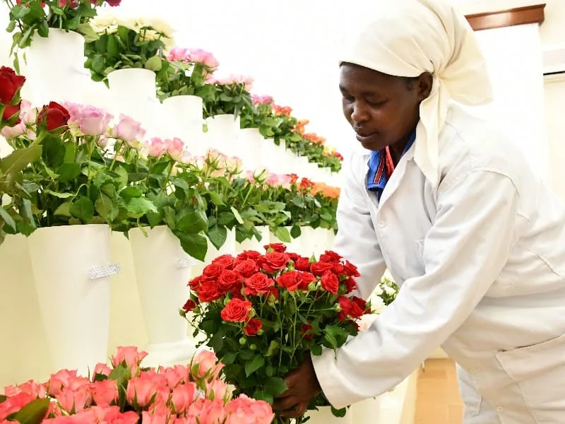 Someone holding a bouquet of roses