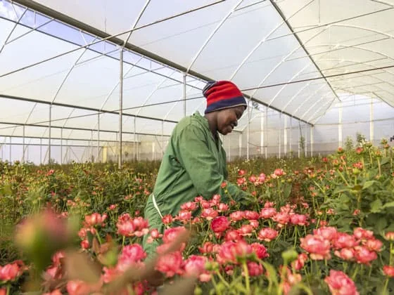 Someone tending to roses