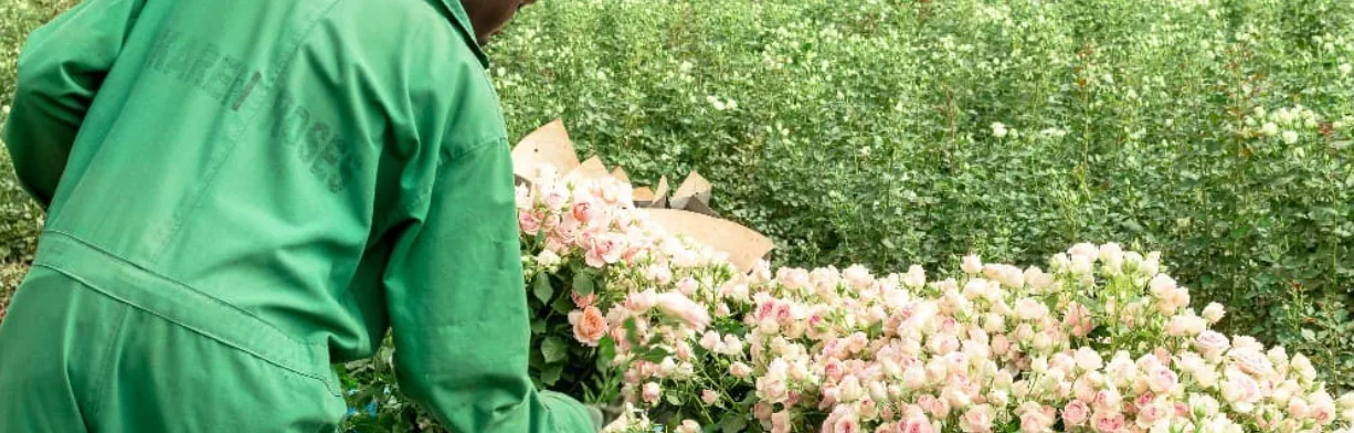 Karen Roses staff member tending to roses