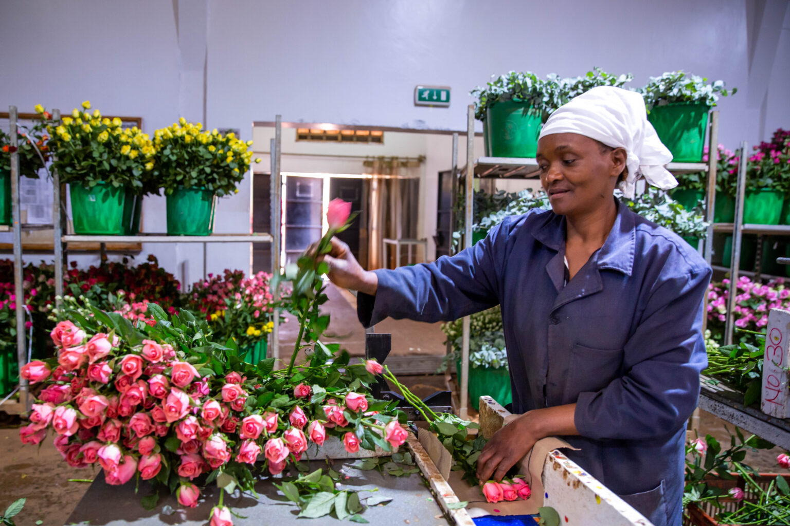The Science Behind Kenyan Roses: What Makes Them Superior - The Flower Hub