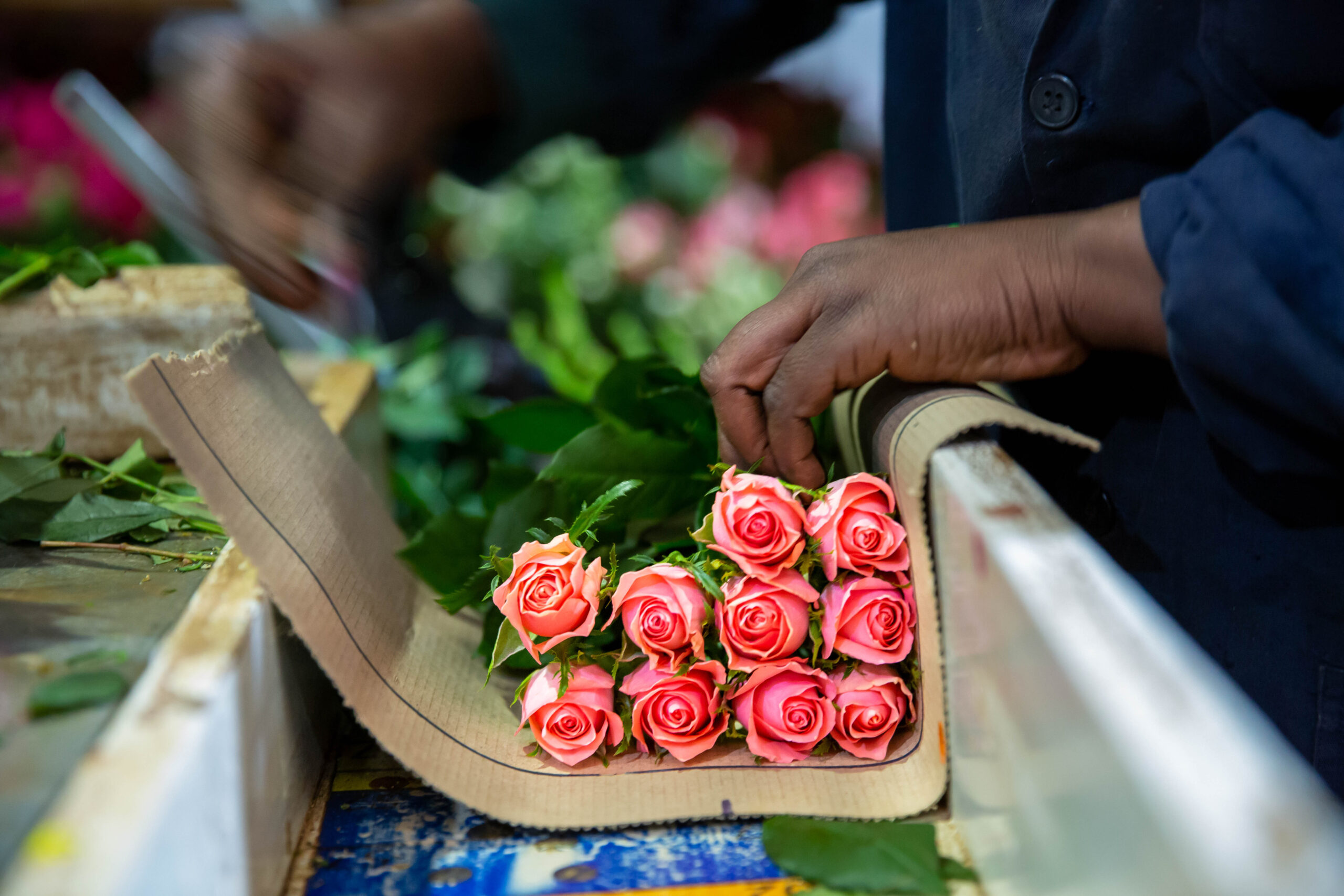Uhuru Roses Spotlight on Karen Roses | Quality Kenyan Flower Farm