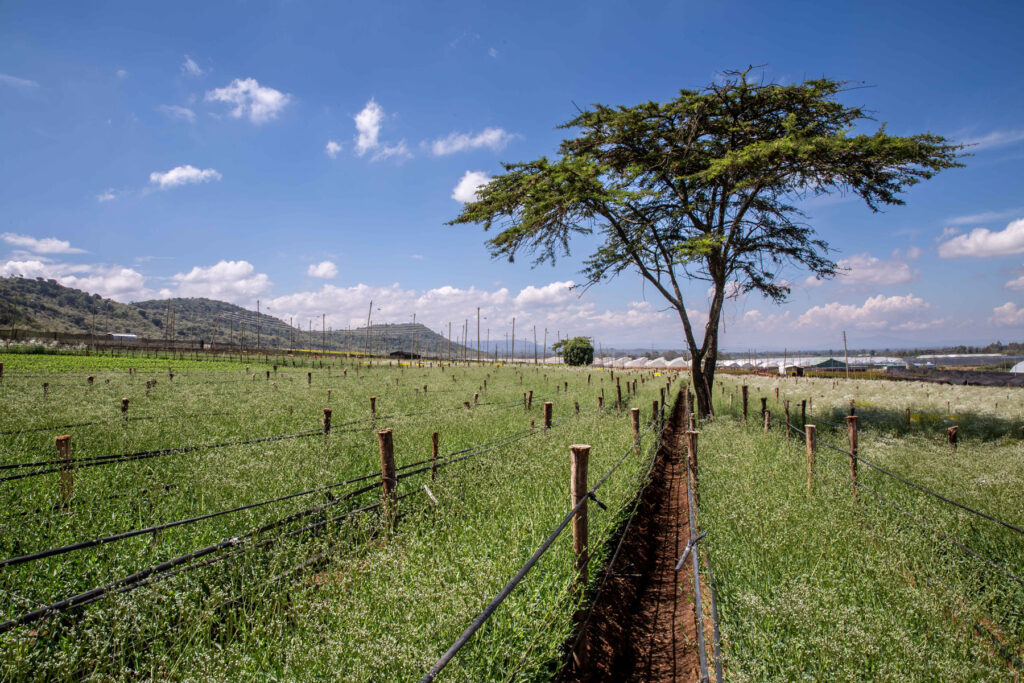 Where Should Your Flowers Come From? Why Choosing Kenyan Flowers Matters