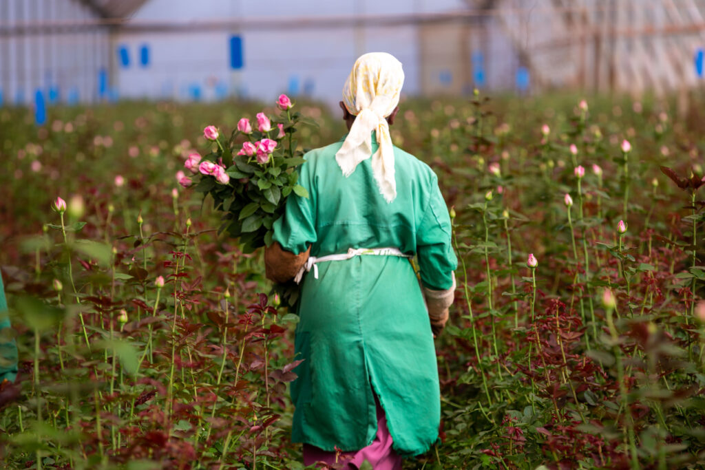 Where Are Flowers Grown in Kenya? The Regions Behind The World’s Best Blooms