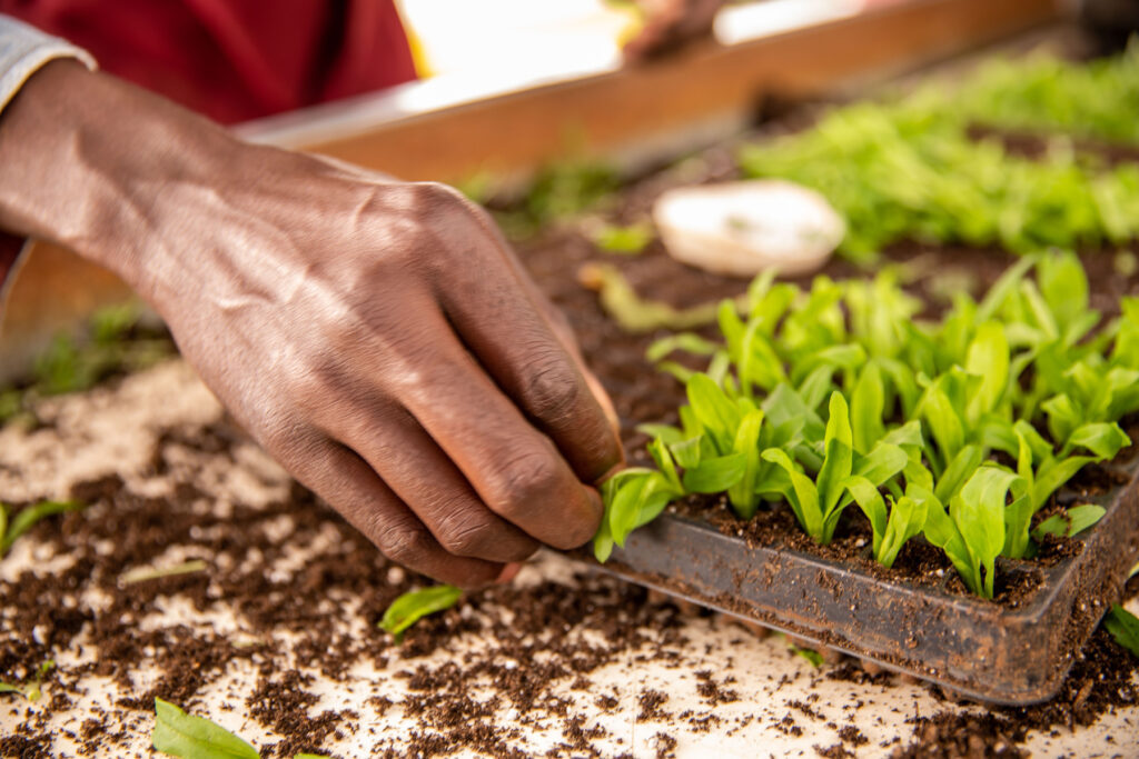How We Match Specific Growers to Specific Client Requirements (and Why That Matters)
