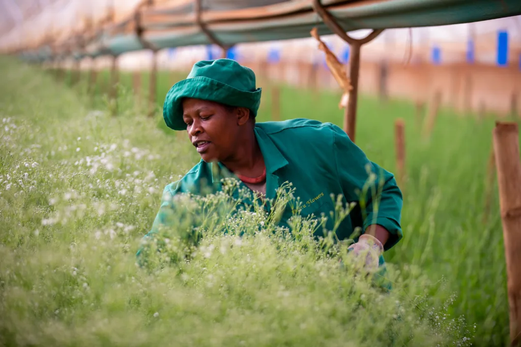 The Flower Hub Is Now A Certified B Corporation: A Milestone in Our 20-Year Journey