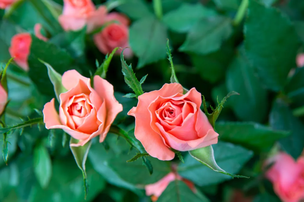 The Science Behind Kenyan Roses: What Makes Them Superior