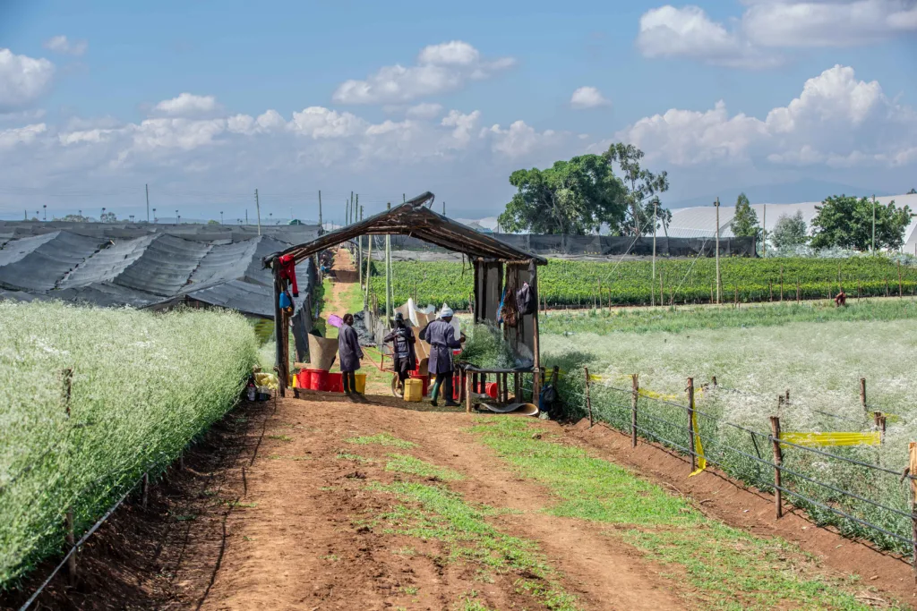 Why Long Term Grower Relationships Deliver Better Commercial Outcomes