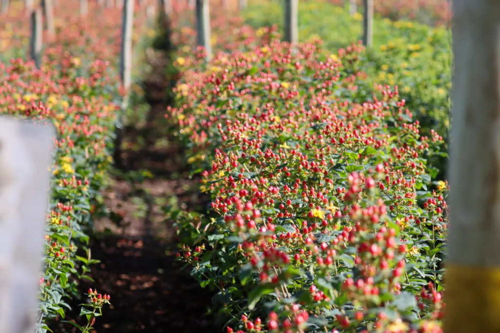 How Ethical Sourcing Strengthens Business Continuity, Not Just Brand Values